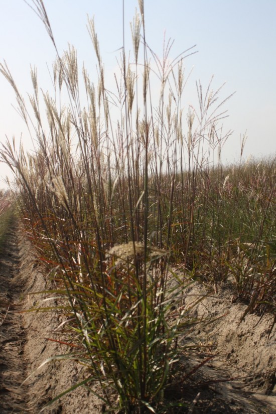 Miscanthus sinensis dronning ingrid