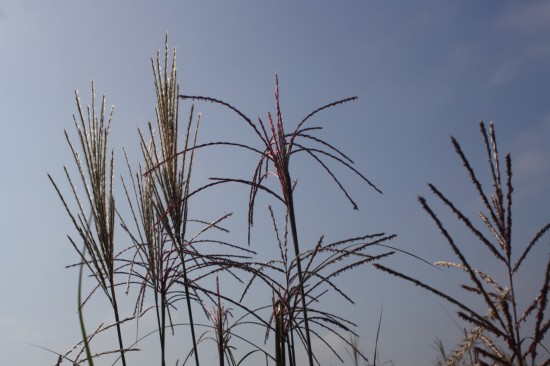Miscanthus sinensis dreadlocks