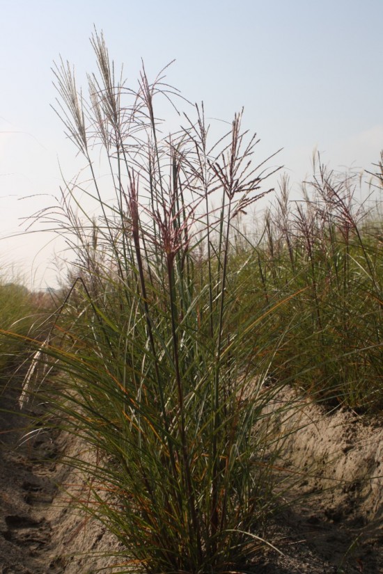 Miscanthus sinensis dreadlocks