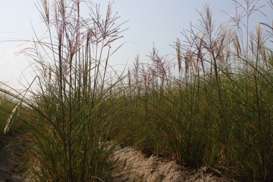 Miscanthus sinensis dreadlocks