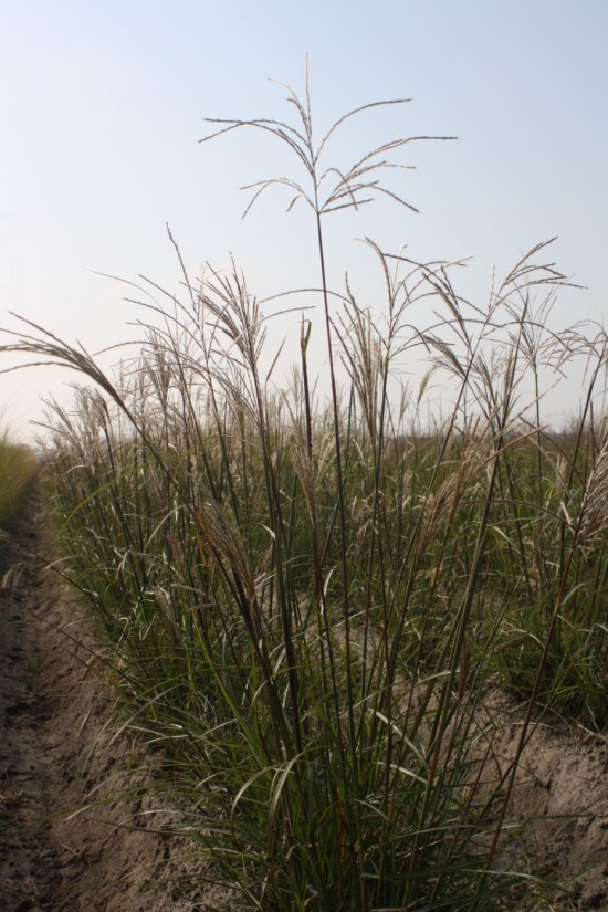 Miscanthus sinensis verneigung