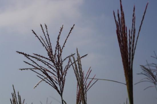 Miscanthus sinensis versammlung