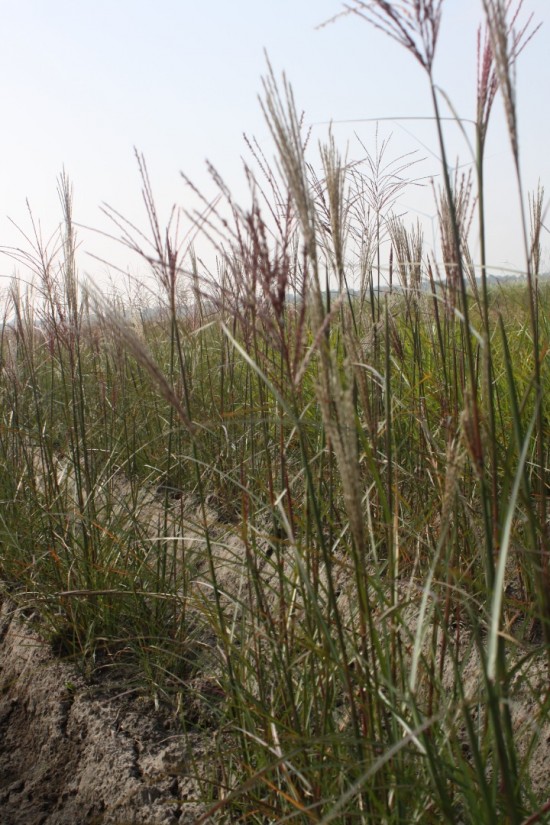 Miscanthus sinensis versammlung