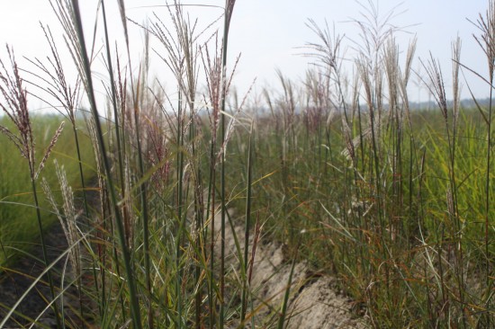 Miscanthus sinensis versammlung