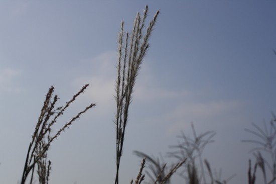 Miscanthus sinensis - Zwergfontaine