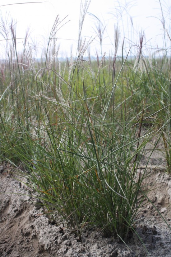 Miscanthus sinensis - Zwergfontaine