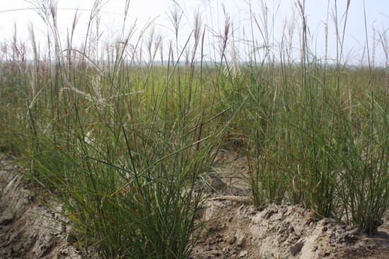 Miscanthus sinensis - Zwergfontaine