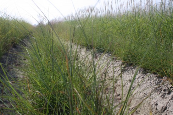 Miscanthus sinensis krater