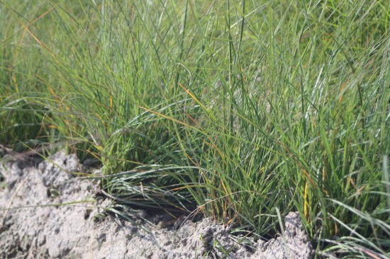 Miscanthus sinensis krater