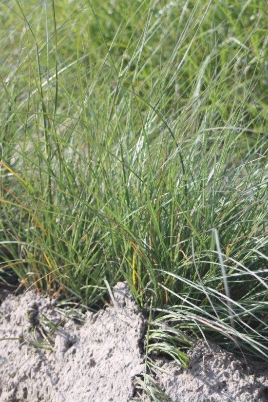 Miscanthus sinensis krater