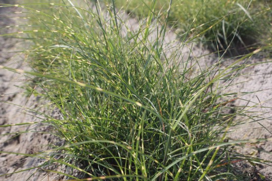 Miscanthus sinensis little zebra