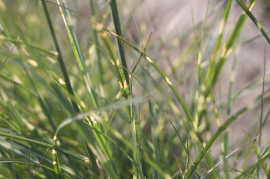 Miscanthus sinensis little zebra