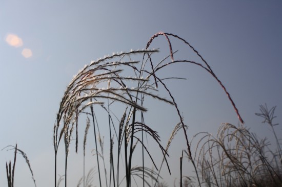 Miscanthus sinensis zwergelefant