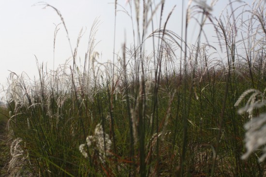 Miscanthus sinensis zwergelefant