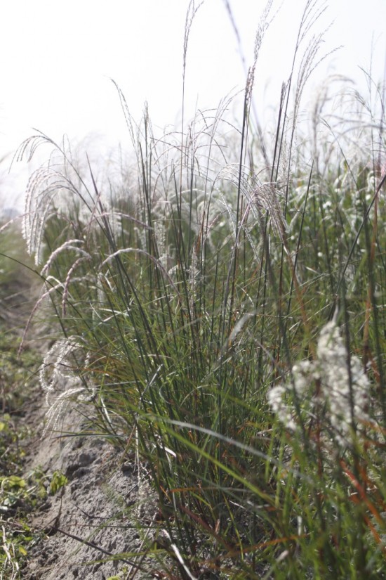 Miscanthus sinensis zwergelefant