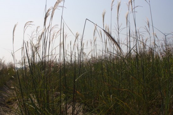Miscanthus sinensis kupfenberg
