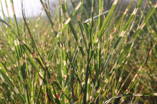 Miscanthus sinensis strictus
