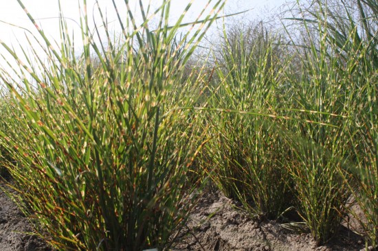 Miscanthus sinensis strictus