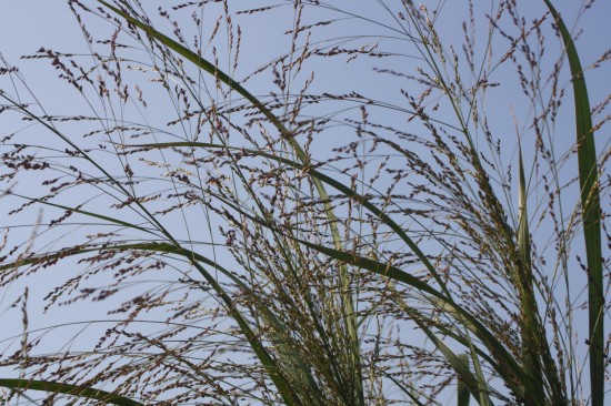 Panicum virgatum - Thundercloud