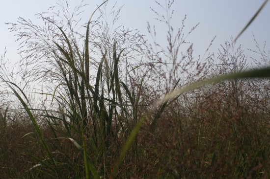 Panicum virgatum - Thundercloud