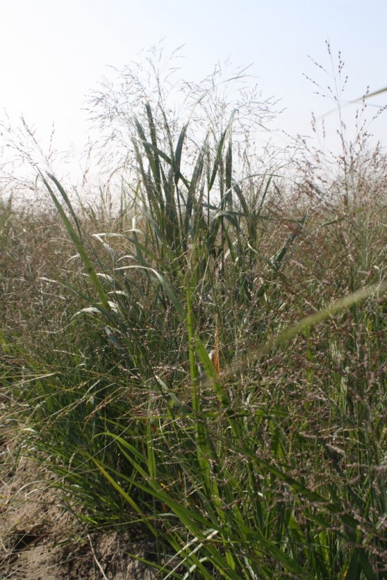 Panicum virgatum - Thundercloud