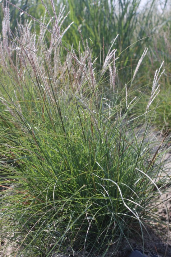 Miscanthus sinensis - Ghnome