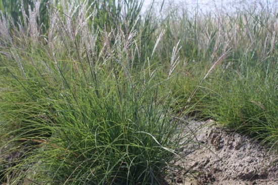 Miscanthus sinensis - Ghnome