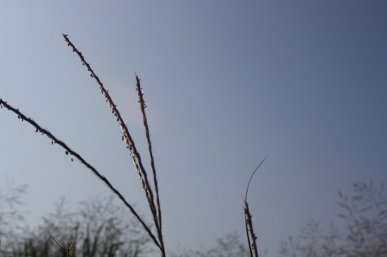 Miscanthus sinensis - Ghnome