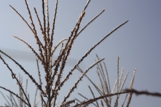 Miscanthus sinensis - Rothfeder
