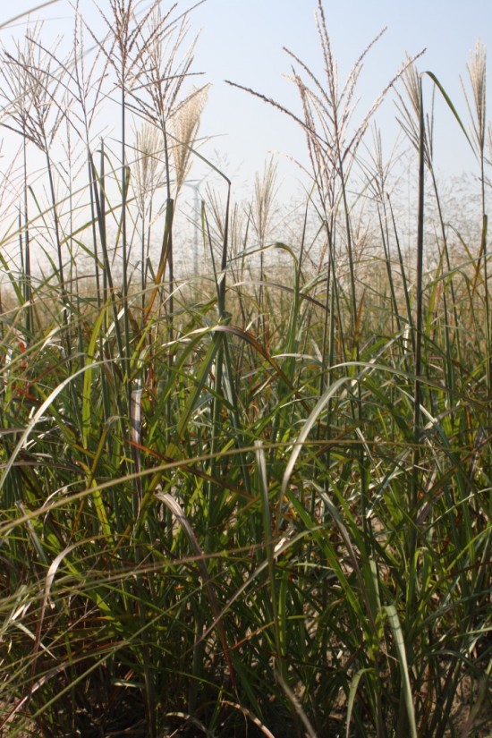 Miscanthus sinensis - Rothfeder