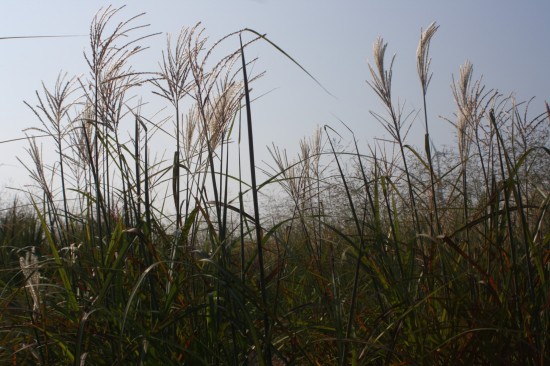 Miscanthus sinensis - Rothfeder