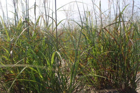 Miscanthus sinensis - Rothfeder