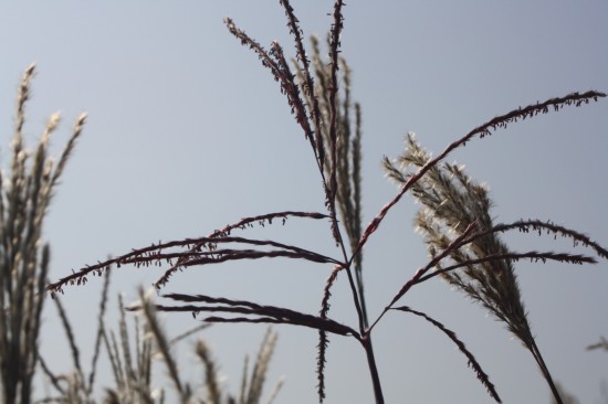 Miscanthus sinensis nippon