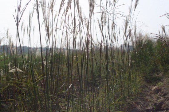 Miscanthus sinensis nippon