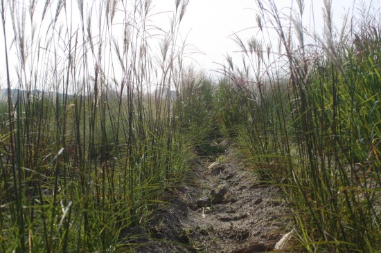 Miscanthus sinensis nippon