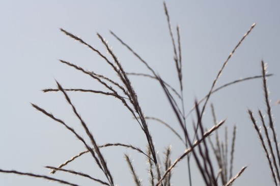 Miscanthus sinensis graziella