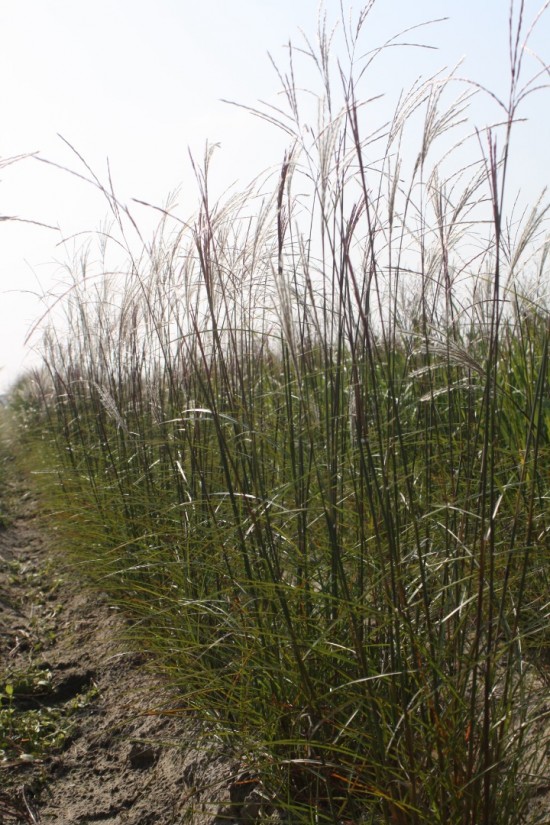 Miscanthus sinensis graziella