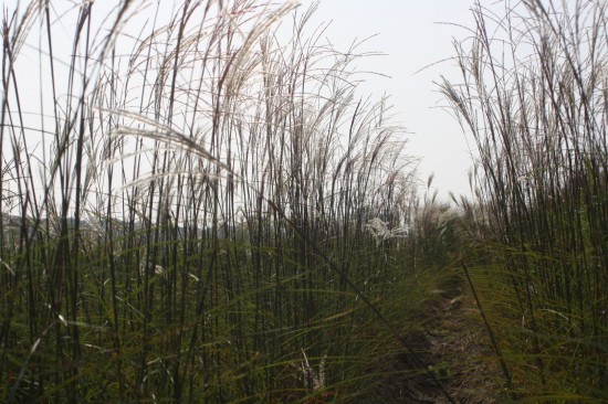 Miscanthus sinensis graziella