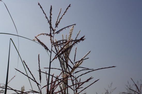 Miscanthus sinensis - Roterpfeil