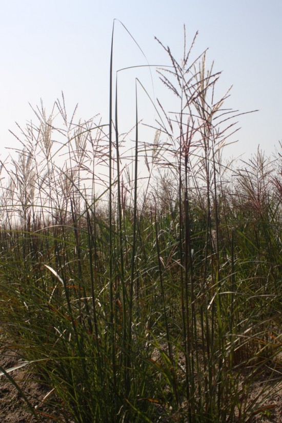 Miscanthus sinensis - Roterpfeil