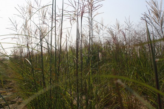 Miscanthus sinensis - Roterpfeil