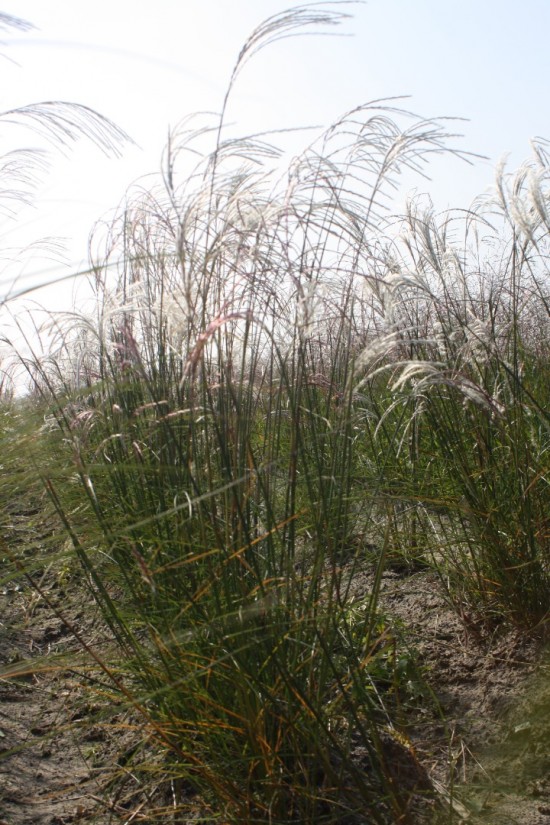 Miscanthus sinensis kleine fontaine