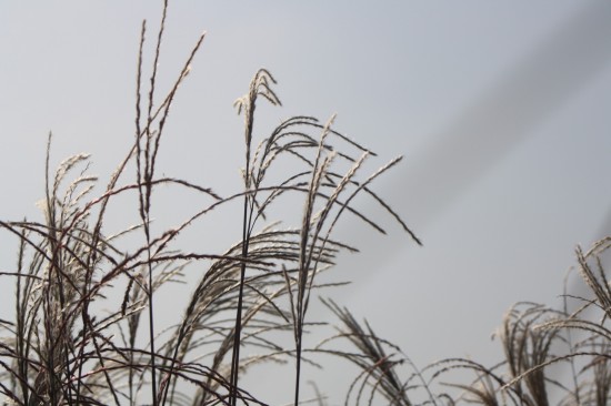 Miscanthus sinensis kleine fontaine