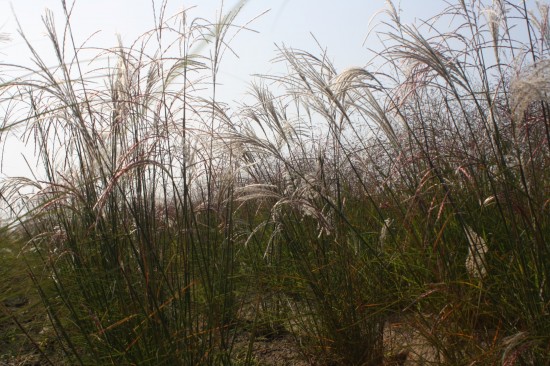 Miscanthus sinensis kleine fontaine
