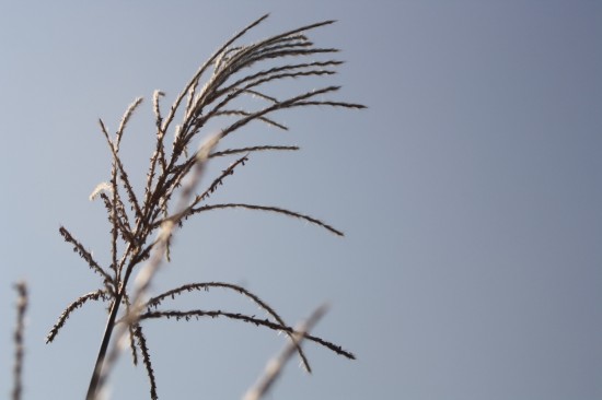 Miscanthus sinensis champagner