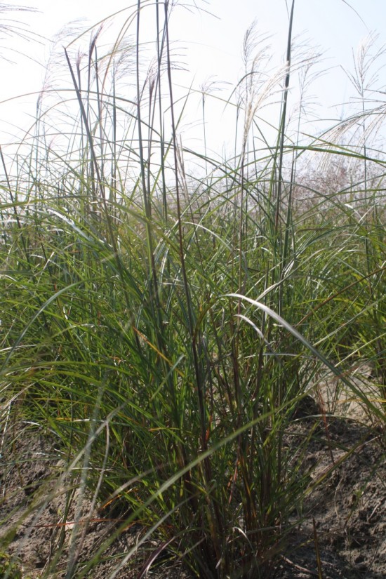 Miscanthus sinensis champagner