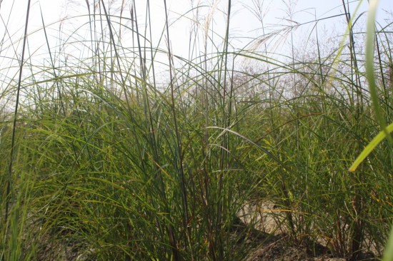 Miscanthus sinensis champagner