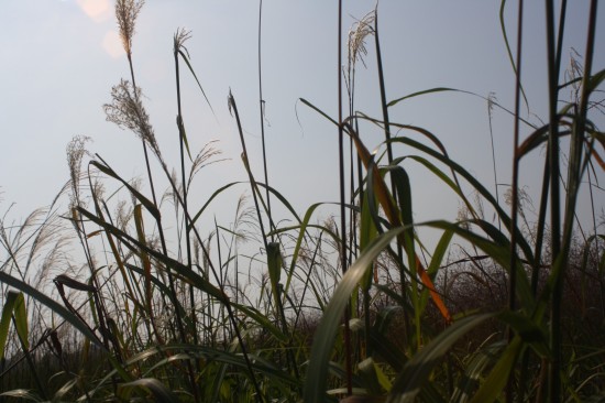 Miscanthus sinensis - Nishidake