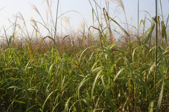 Miscanthus sinensis - Nishidake