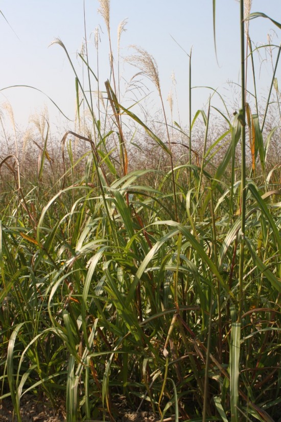 Miscanthus sinensis - Nishidake
